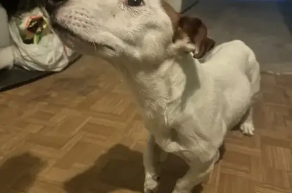 Найденные животные Липецк, фото: Найдена собака, Ленина-Соборная пл., 1, Липецк