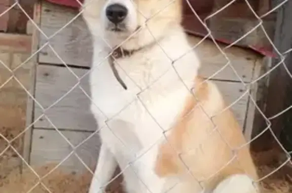 Собаки потеряшки, , фото: Потеряшка лайка в Корохоткинском СП, Смоленск