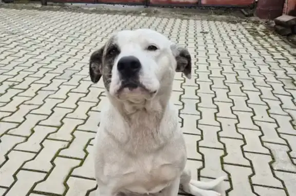 Найдена собака, Шмидтово, Башкортостан