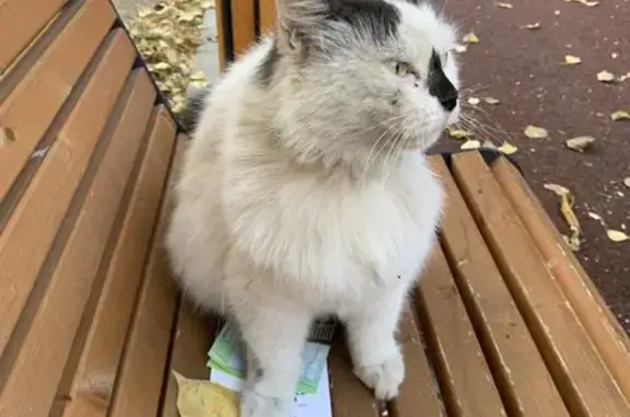 Кошка найдена у «Дома Гарри», Верхняя Масловка, Москва