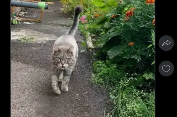 Пропал серый кот, ул. Словцова, 7, Красноярск