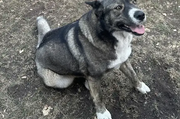 Собаки потеряшки, Богородский городской округ, фото: Потеряшка собака, Окружная ул., МО