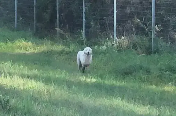 Собака найдена у трассы 107, деревня Пласкинино