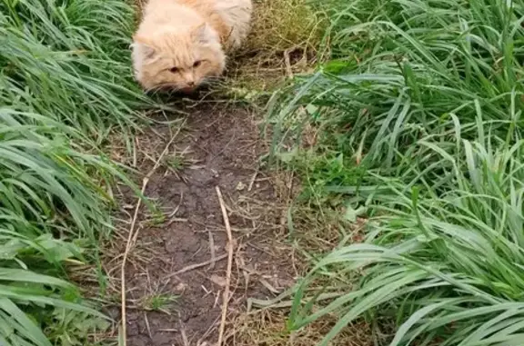 Кошки потеряшки, Стерлибашево, фото: Потеряшка кошка, ул. Салавата, 15, Стерлибашево