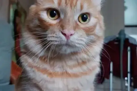 Потерянные животные Курск, фото: Пропала кошка на ул. Черняховского, 50