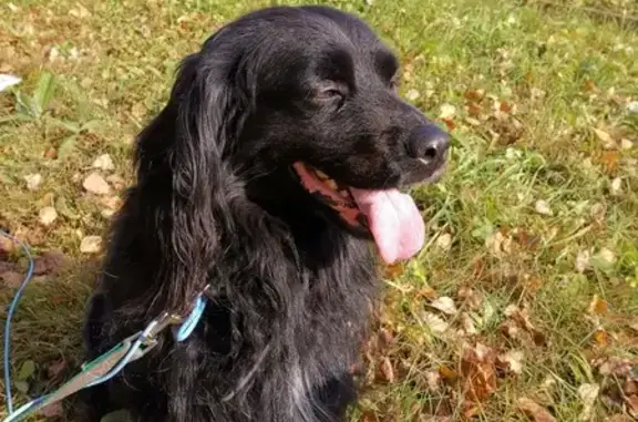 Найдена собака на Заводской, 505А, Каменка