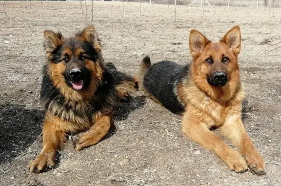 Собаки потеряшки, , фото: Потеряшка собака, Скалистое, +79788837152