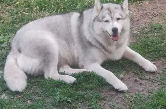 Собаки потеряшки, , фото: Потеряшка собака на Новомосковской, Донской