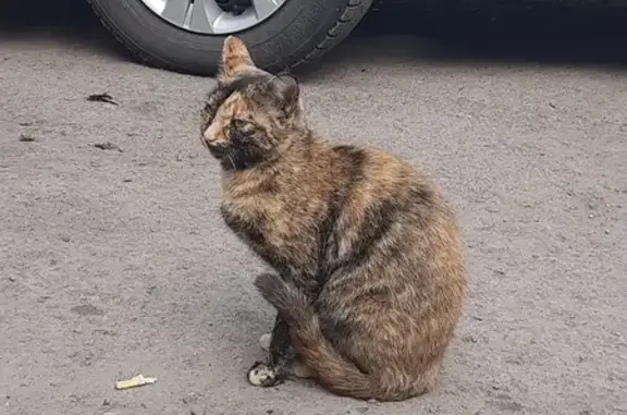 Пропала кошка. Брянская ул., Красноярск