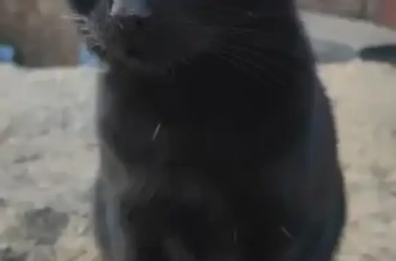 Найдена кошка ‼️РЕБРОВКА, Костромская обл.