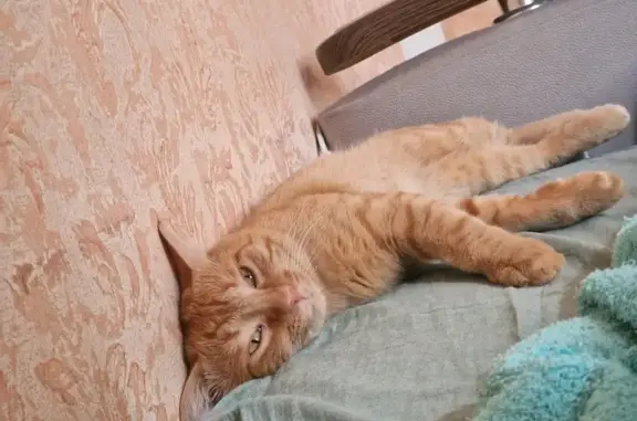 Потерянные животные Комсомольский район, фото: Пропала кошка на Рябиновой, 43, СНТ Восход