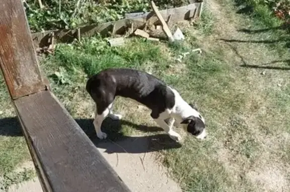 Найдена собака в МО, Каширский район