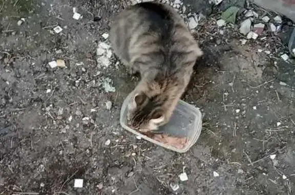 Найденные животные Тверь, фото: Кошка найдена на Левитана, Тверь