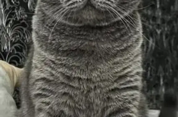 Потерянные животные Рязань, фото: Пропала кошка, Интернациональная 18 к1