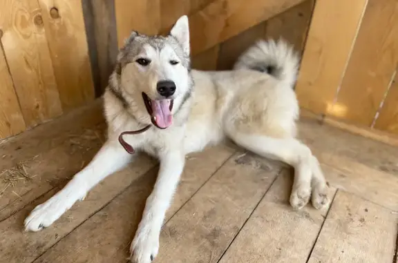 Собаки потеряшки, Пышкец, фото: Потеряшка лайка в лесу, Удмуртия