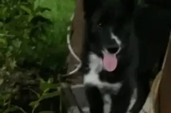 Собаки потеряшки, , фото: Потеряшка лайка, Нижневартовск, ХМАО-Югра