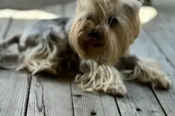 Собаки потеряшки, , фото: Потеряшка собака, ул. Мира, 2А, Йоркширский терьер