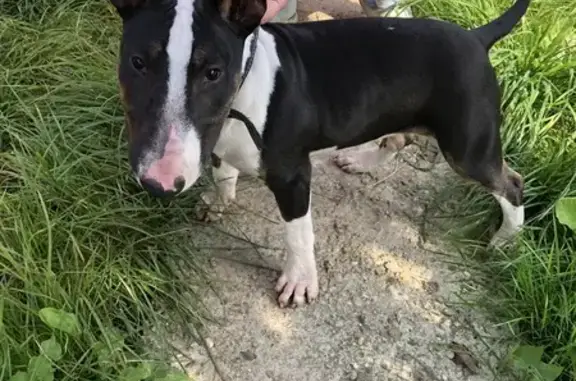 Найдена собака, Переславское, фото: Щенок бультерьера найден на Зелёной, Переславское