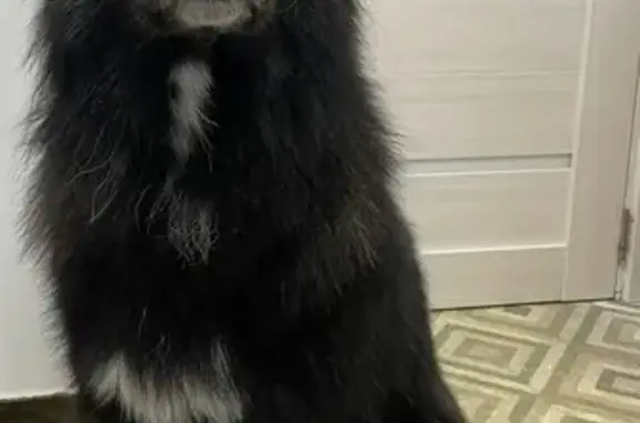 Найдена собака, Мамонино, фото: Найдена собака, 16К-0708, Мамонино