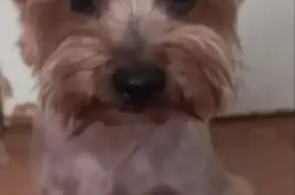 Найдена собака, , фото: Найдена собака на ул. Репина