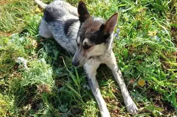 Найдена собака в СНТ Шомырт, Башкортостан