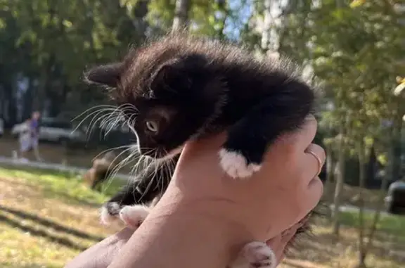 Пропала кошка, ул. Бестужевых, 6, Москва