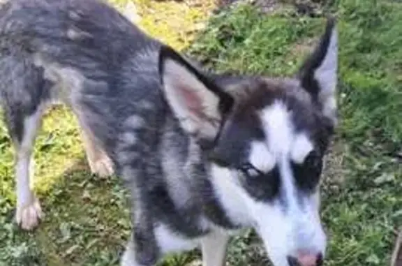 Найдена хаски, 66Н-0216, Касня