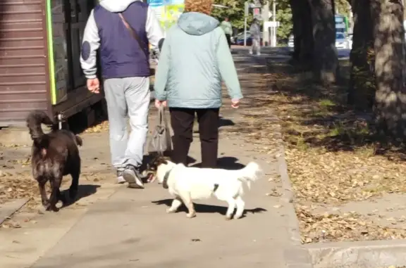 Собака найдена у остановки 