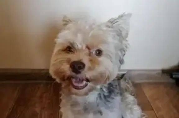 Собаки потеряшки, Рязань, фото: Потеряшка собака, Луговая ул. 31, Рязань