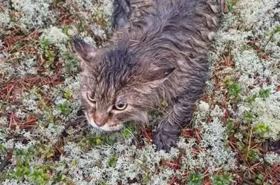 Найдена кошка, , фото: Найдена кошка. Ноябрьск, ЯНАО