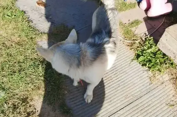 Найдена собака, Московская область, фото: Найдена собака, 46Н-10146, МО