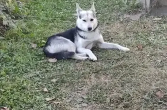 Найдена собака, Смоленск, фото: Собака найдена у дач, Смоленск, Смоленская обл.