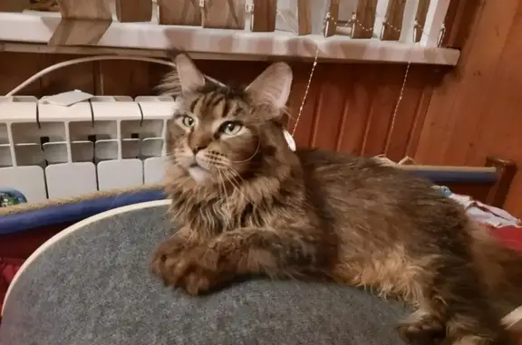 Кошки потеряшки, поселок Зверосовхоза, фото: Потеряшка кошка на ул. Соболиной, 1