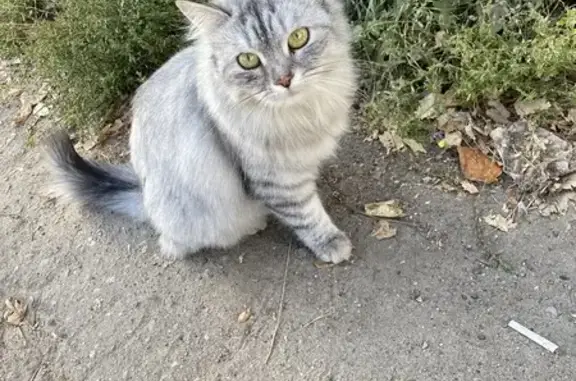 Пропала кошка Ася, ул. Любимова, Иваново