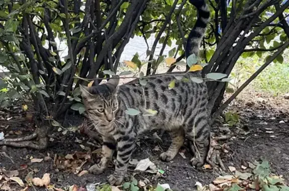 Найдена кошка, Люсиновская ул., Москва