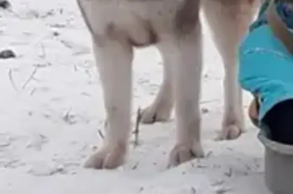 Собаки потеряшки, Устиново, фото: Потеряшка собака, Сквозная улица, 1, Устиново