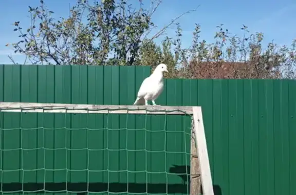 Найден белый голубь, ул. Фирсо...