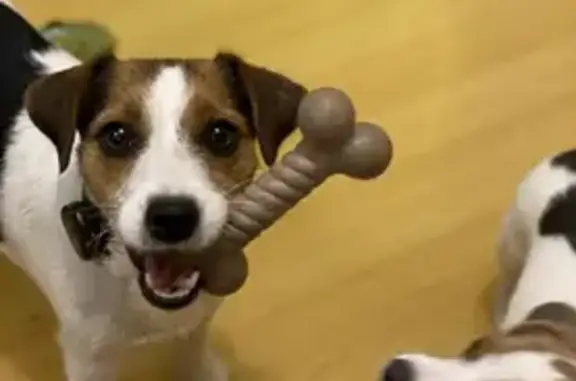 Собаки потеряшки, , фото: Потеряшка собака на ул. Дыбенко, 10