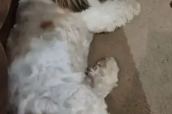 Собаки потеряшки, , фото: Потеряшка собака, ул. Оружейников, 40, Ижевск