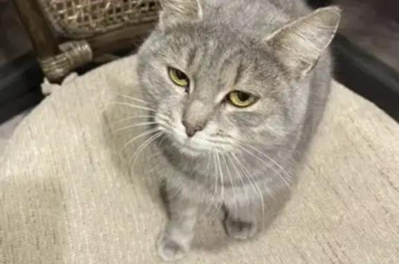 Найдена кошка, Ижевск, фото: Найдена кошка, Можгинская 47, Ижевск