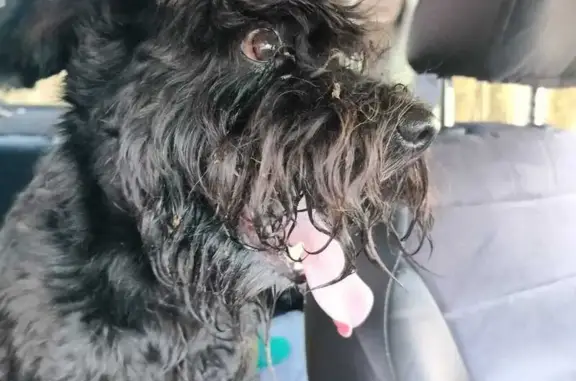 Найдена собака, Черёха, фото: Собака найдена: Р-23, 39, Черёха