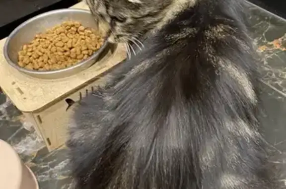 Найдена кошка, Солянский сельсовет, фото: Найдена кошка, Энергетическая ул., Солянский