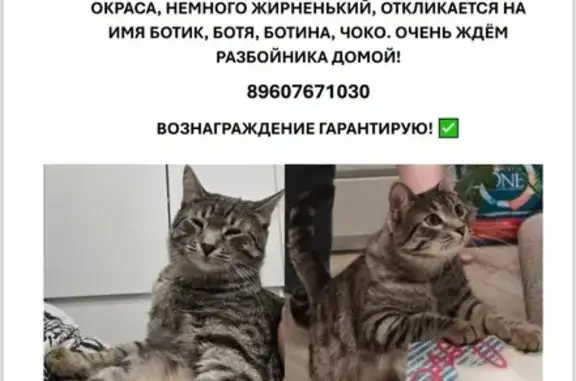 Кошки потеряшки, Красноярск, фото: Потеряшка кот в Удачном, Красноярск