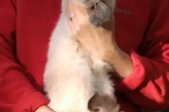 Найдена кошка, Липецк, фото: Найдена кошка на ул. Космонавтов 16Б, Липецк