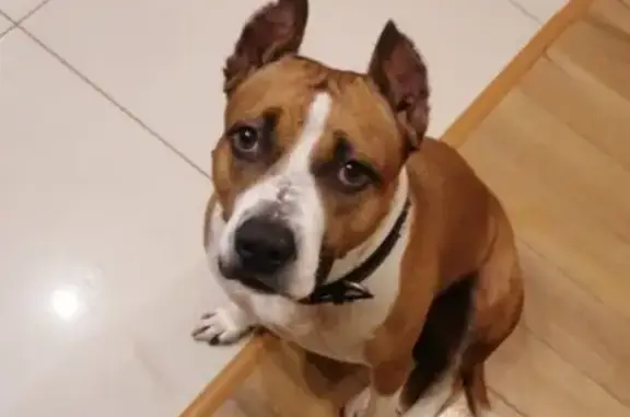 Собаки потеряшки, Новосибирск, фото: Потеряшка собака, Сокольническая ул., 117