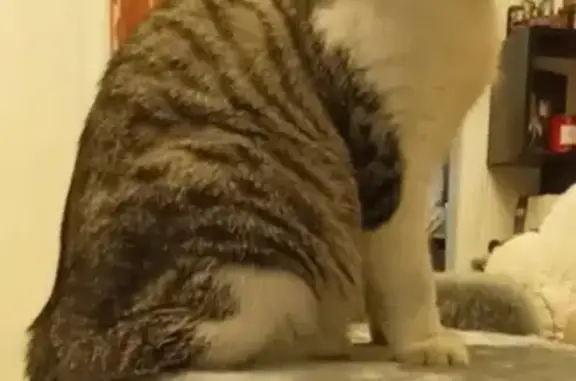 Кошки потеряшки, Тамбов, фото: Потеряшка кошка, ул. Менделеева, Тамбов