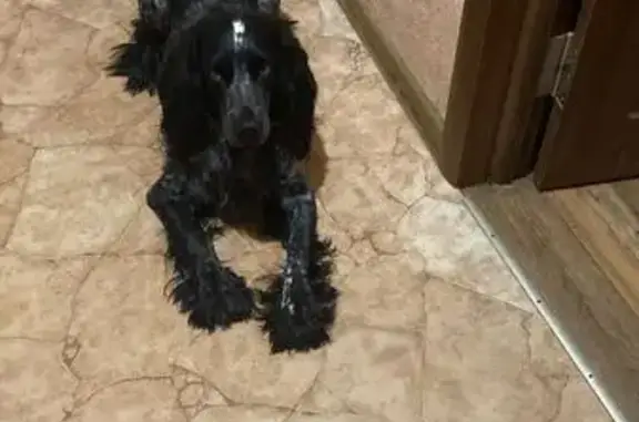 Собаки потеряшки, Кирово-Чепецк, фото: Потеряшка собака, Сосновая ул., 1, Кирово-Чепецк