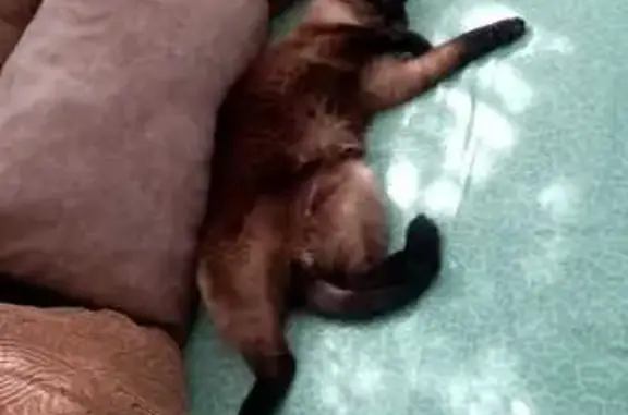 Кошки потеряшки, Дмитриевка, фото: Потеряшка котик в СНТ Дмитриевка, Татарстан