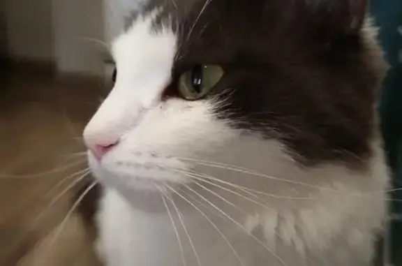 Кошки потеряшки, Синявинское, фото: Потеряшка кошка Сима, Центральная ул., Синявино