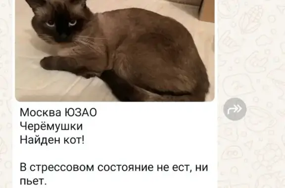 Найдена кошка, ул. Гарибальди, Москва